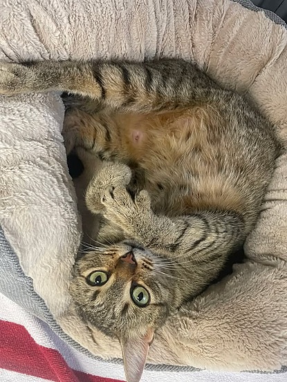 A brown and grey tabby cat is laying on a fluffy tan cat bed, on its back, curled into a ball. The cat is staring directly at the camera.